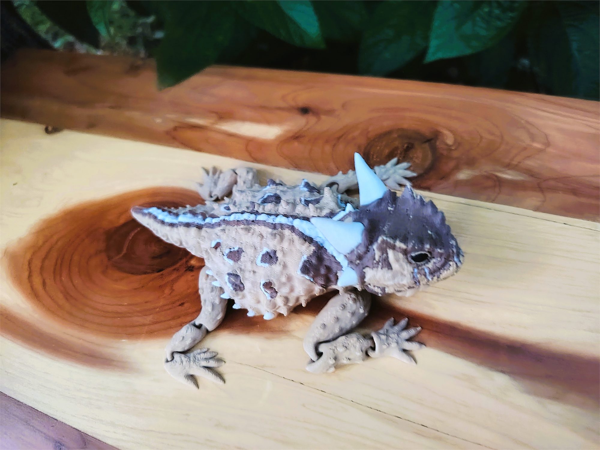 Horned Lizards