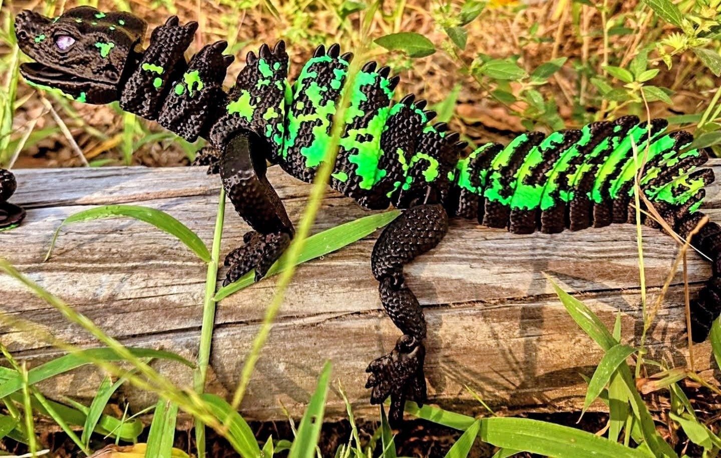 Sailfin Lizards