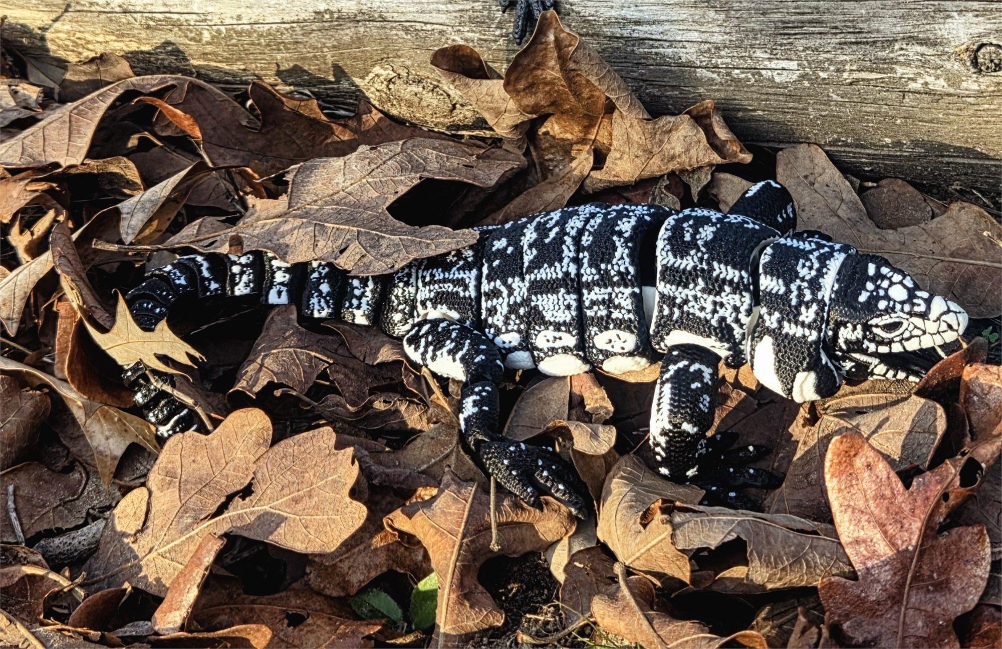 Tegu