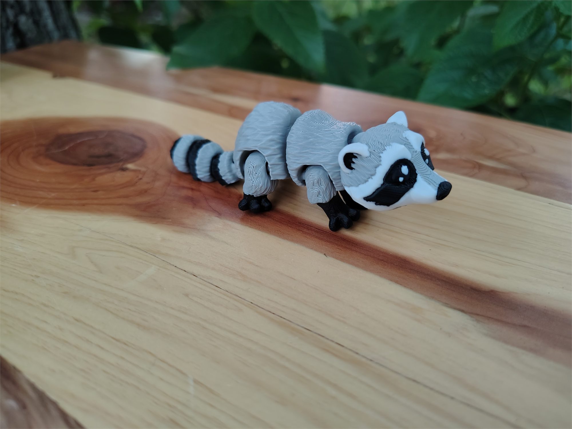 Racoons