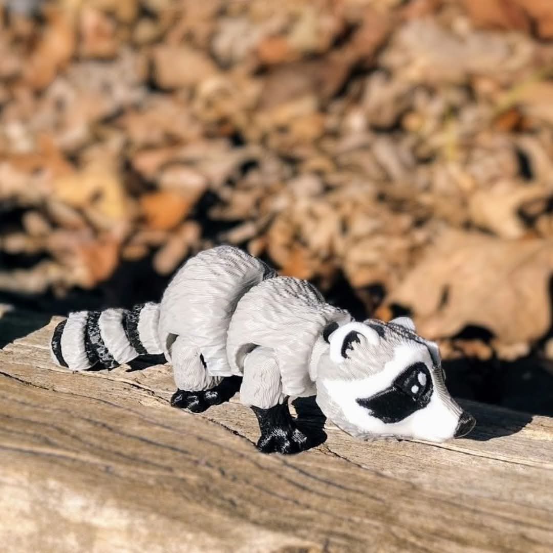 Racoons