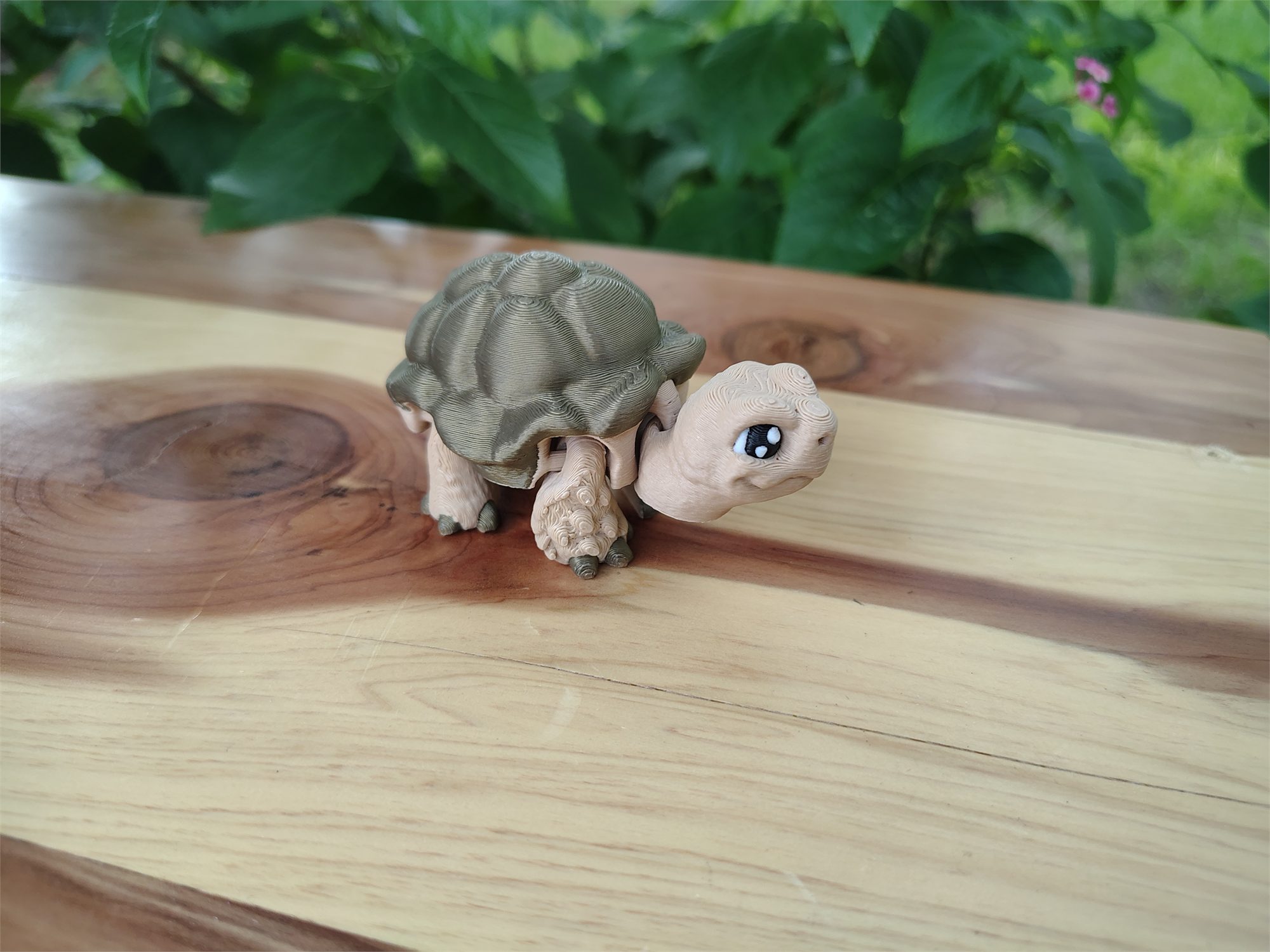 Tortoises