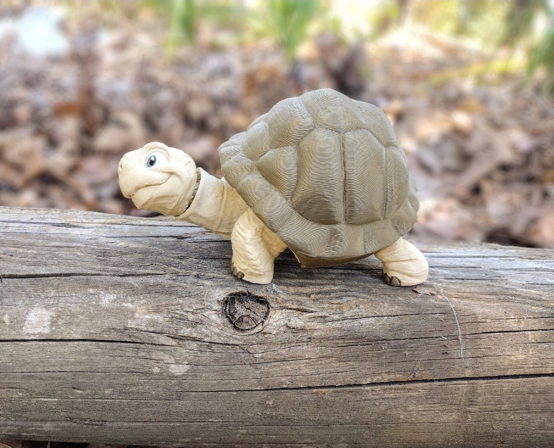 Tortoises