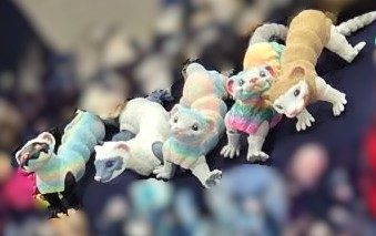 Ferrets