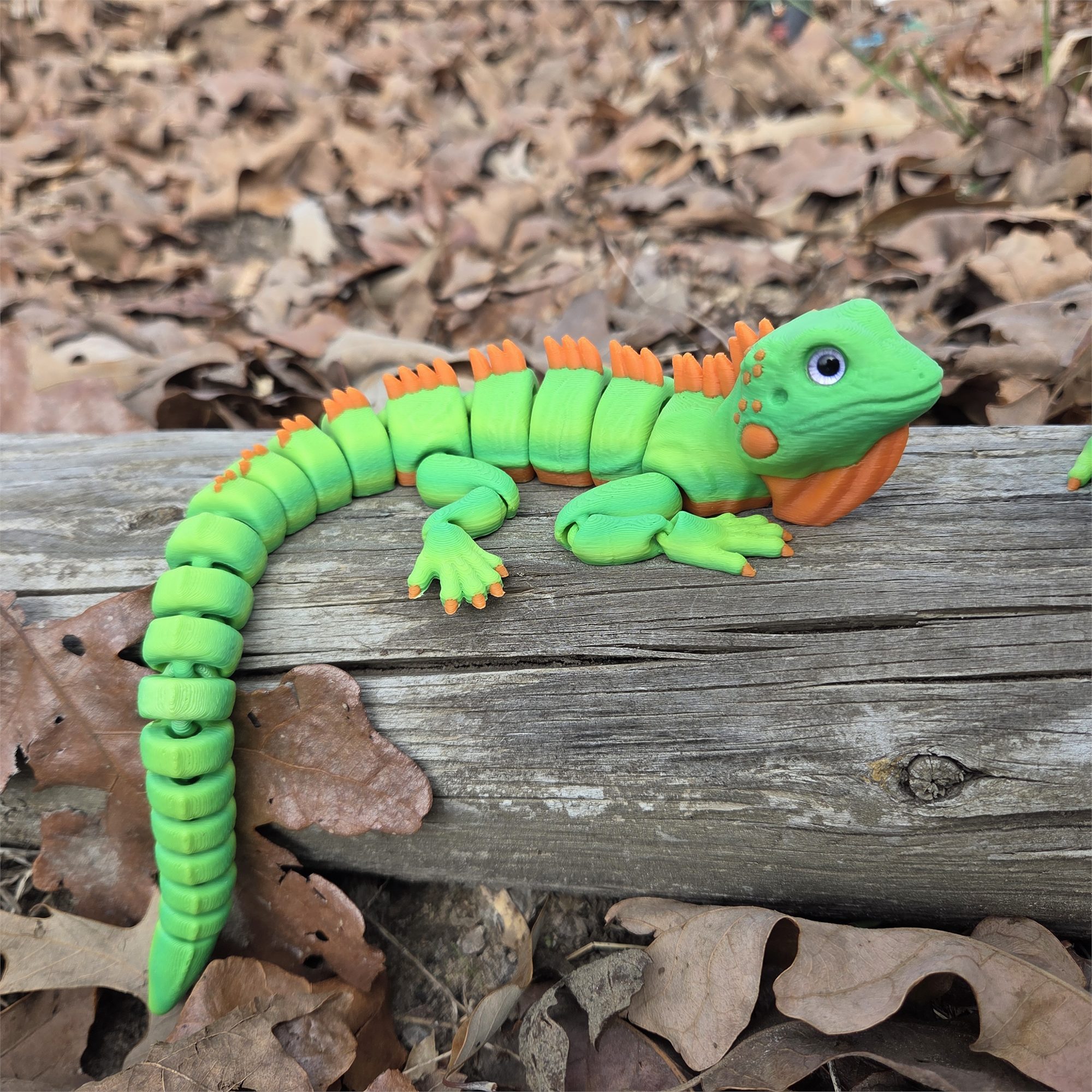 Iguana