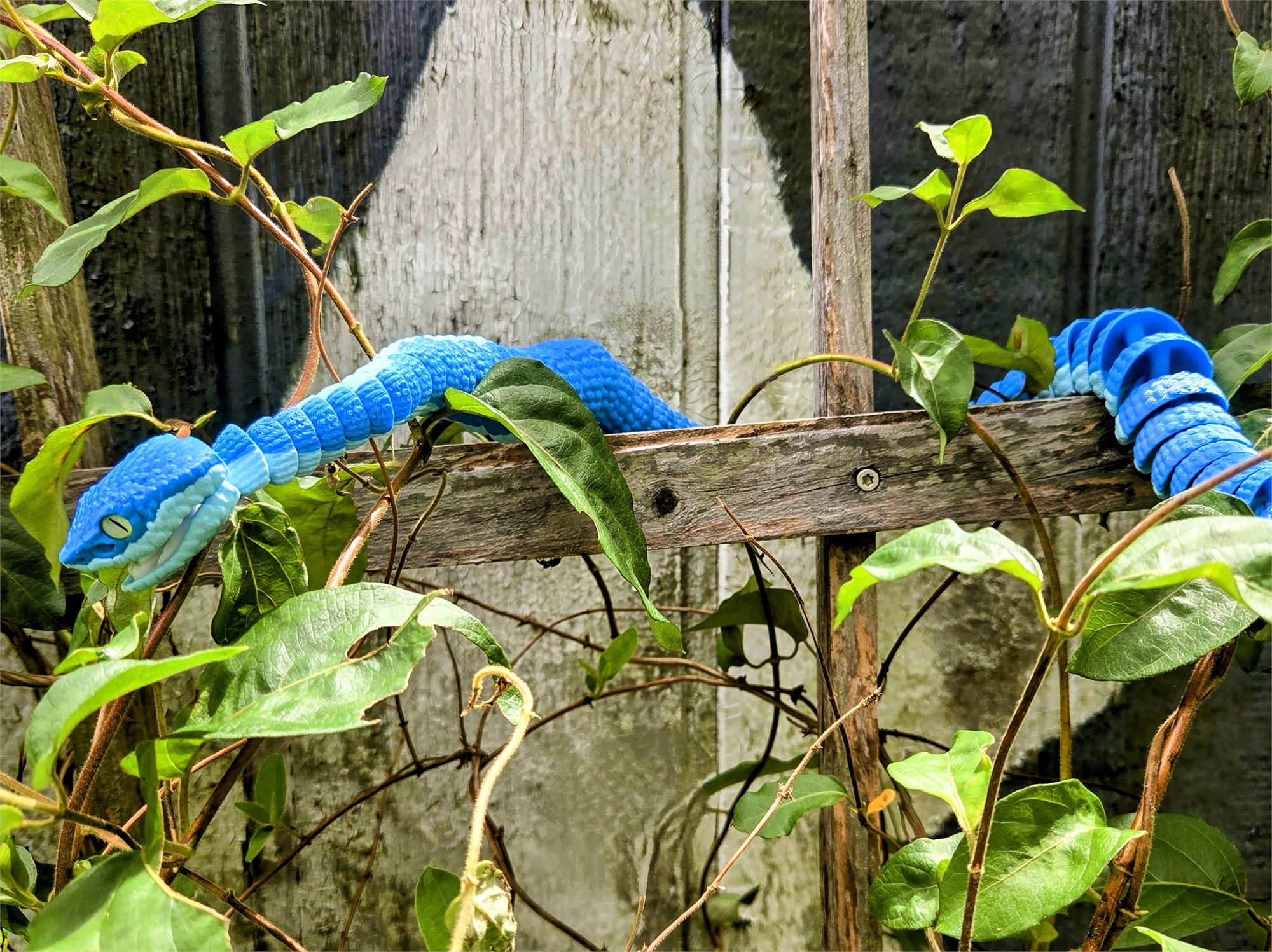 Pit Vipers
