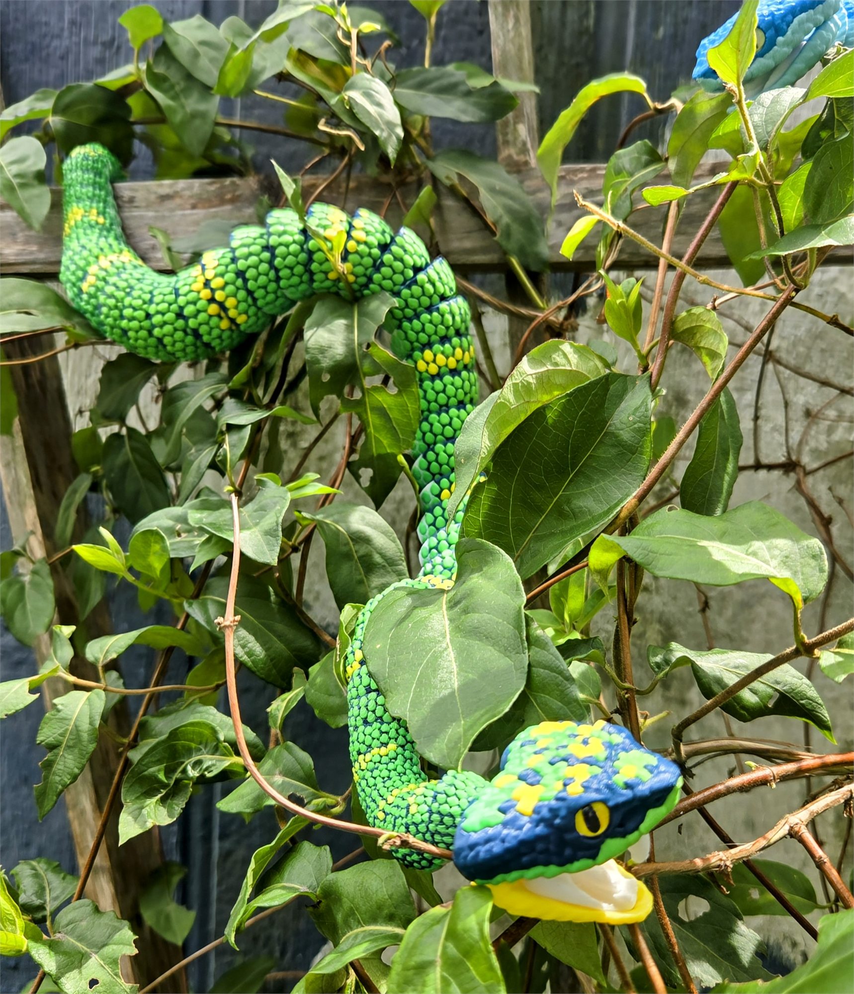 Pit Vipers