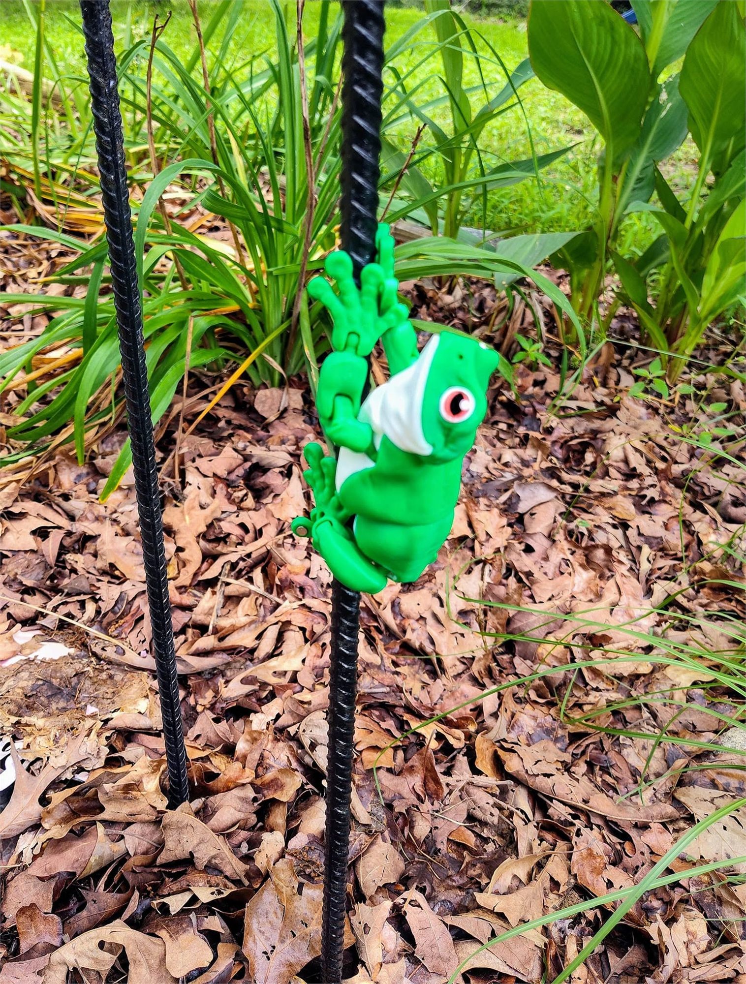 Frogs