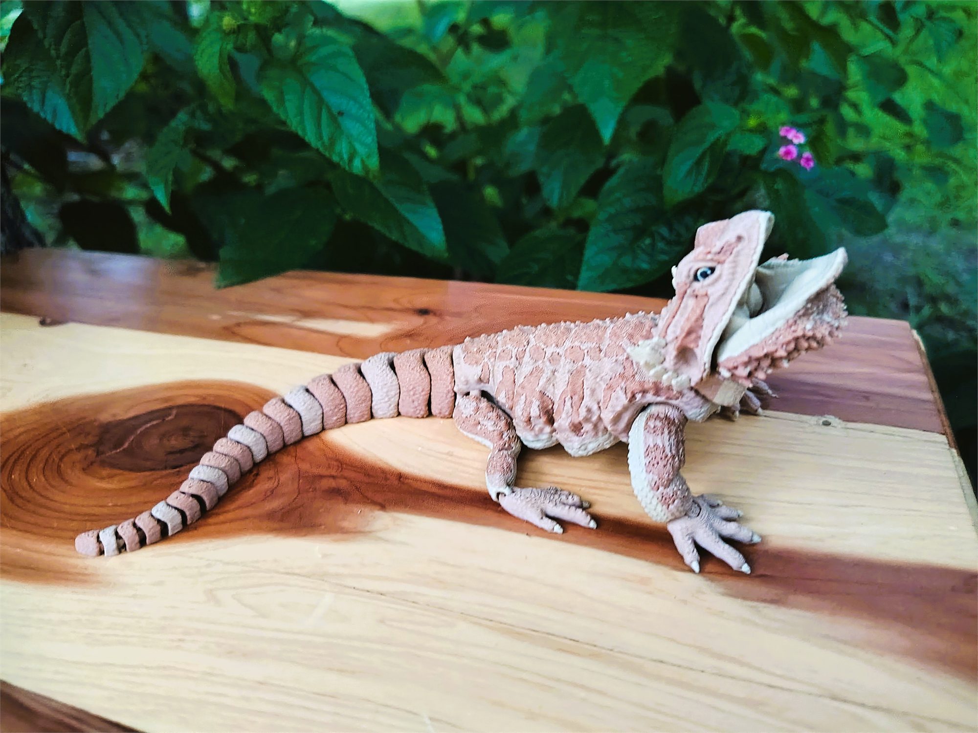 Bearded Dragons