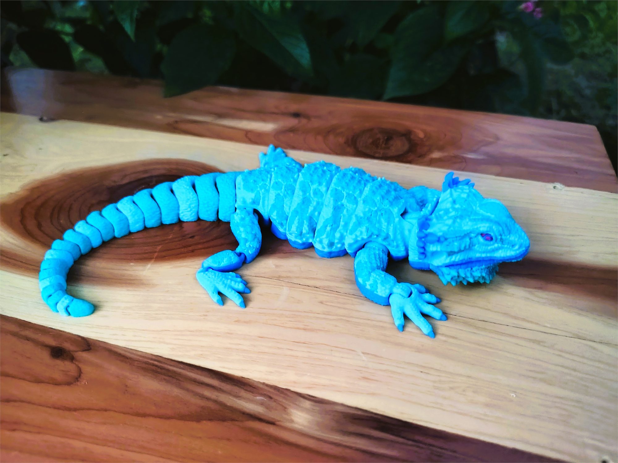 Bearded Dragons
