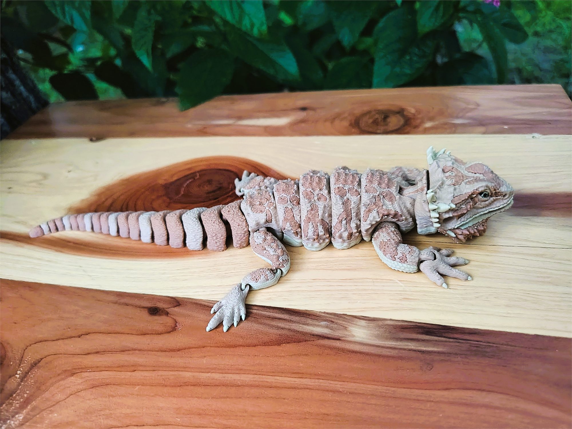 Bearded Dragons