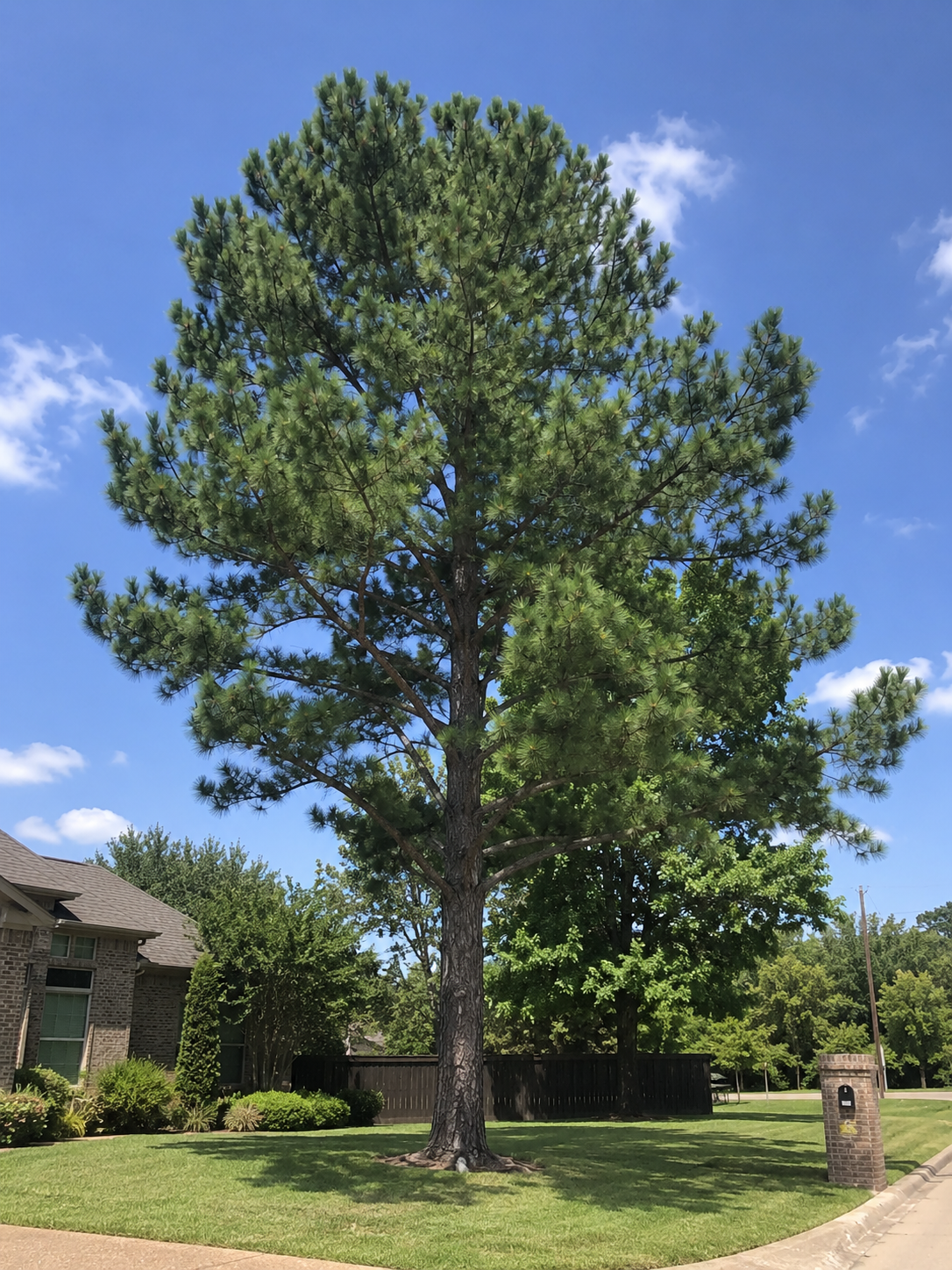 Tall Pines Tree Service difference section image 2