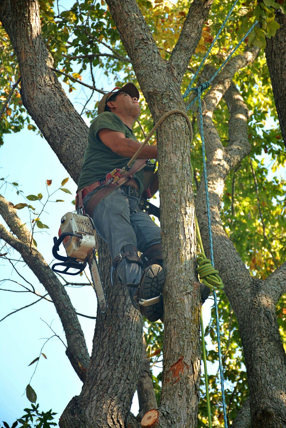 Tall Pines Tree Service difference section image 3