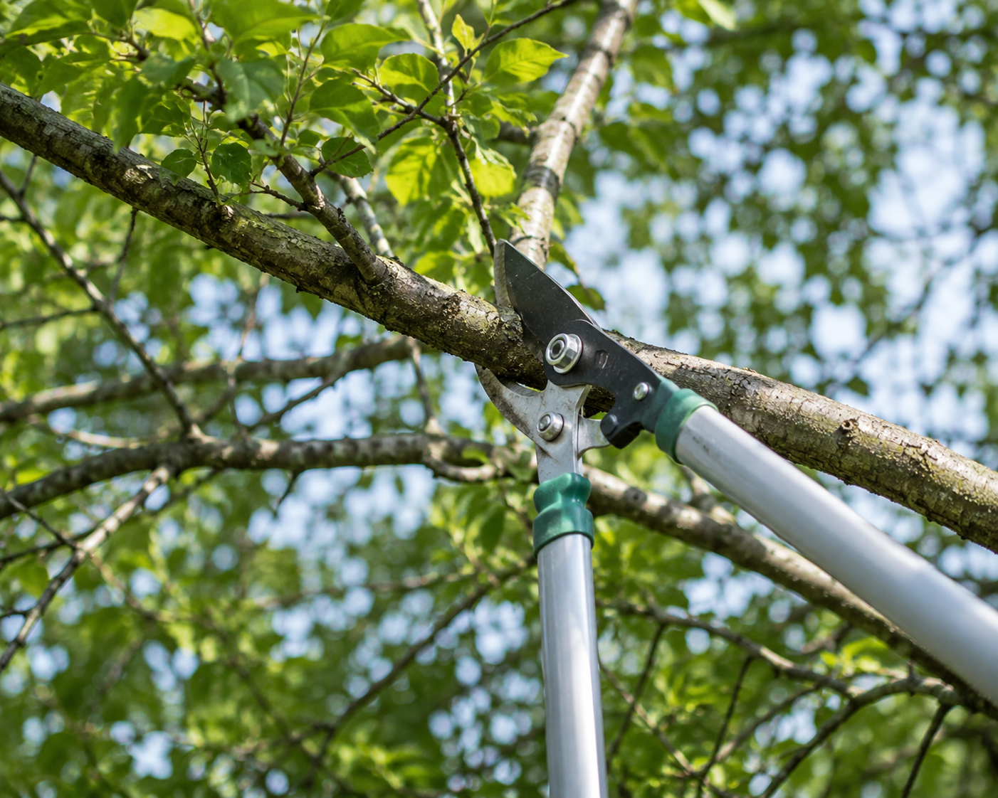 Tree Trimming and Pruning